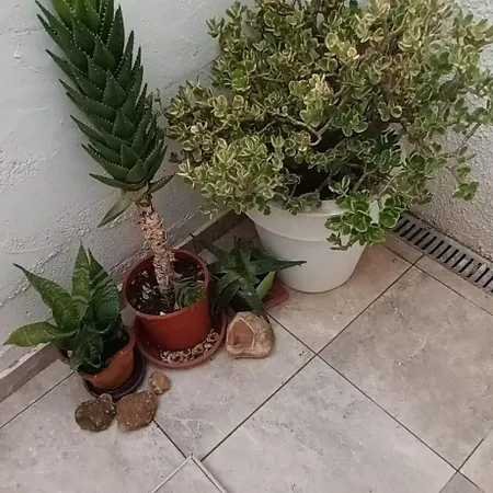 Apartment Casa Oliva, La Florida